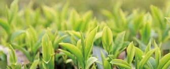 廣西西林京桂古道茶業(yè)公司怎么樣？是國企嗎？和廣西農(nóng)墾集團啥關(guān)系？